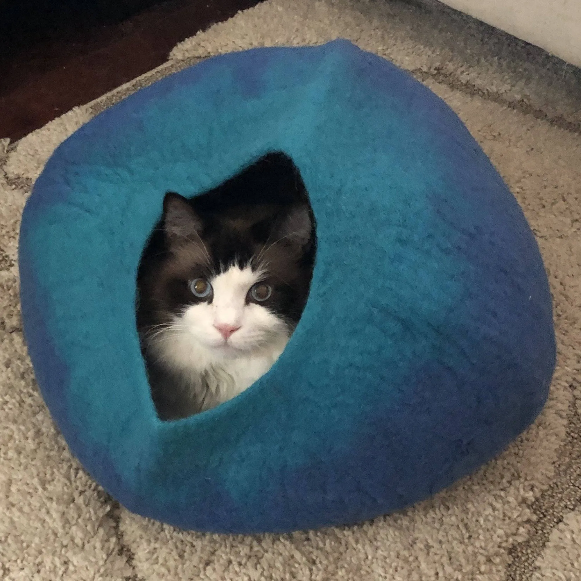 Blue & Turquoise Cat Cave