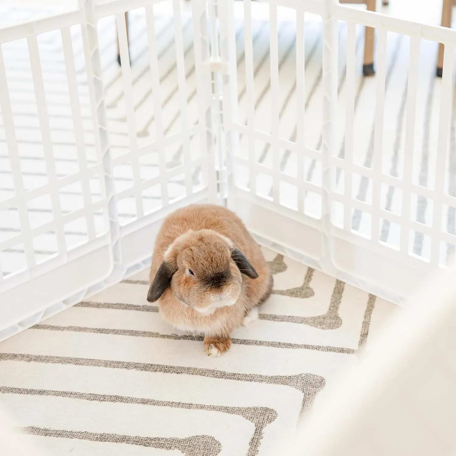Carlson 4-Panel Plastic Pet Pen  Portable, Secure, and Easy-to-Use Playpen for Small Pets | 24" Tall, White, Includes Door and Lock, Ideal for Small Pets, Whelping and Indoor/Outdoor Use