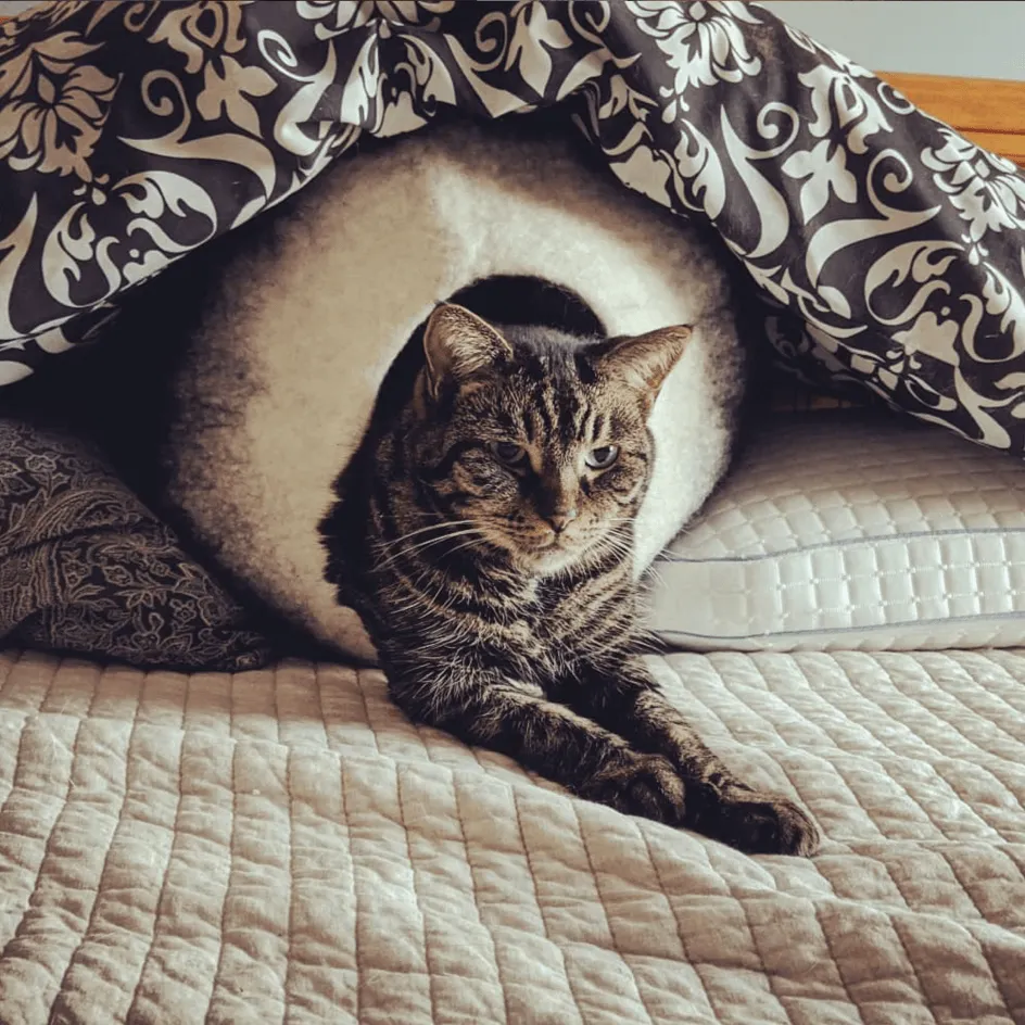 Charcoal & White Cat Cave