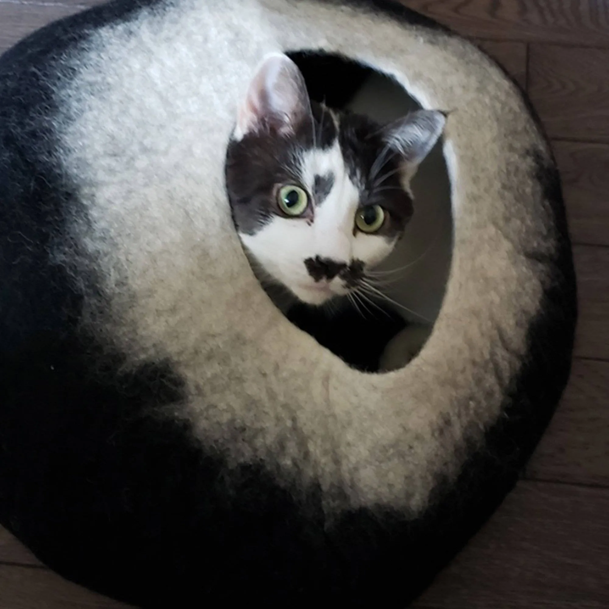 Charcoal & White Cat Cave