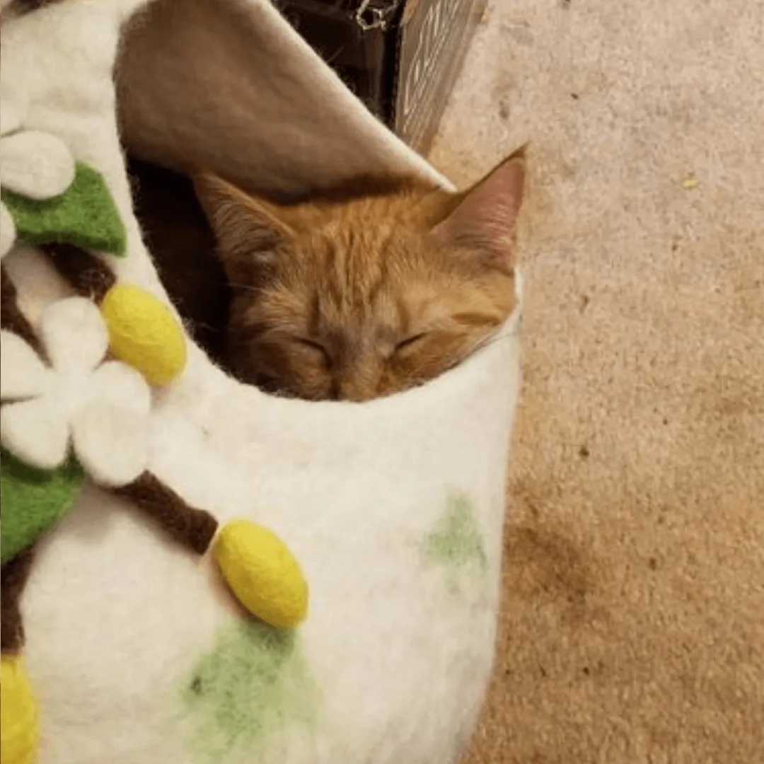 Cherry Blossom Cat Cave