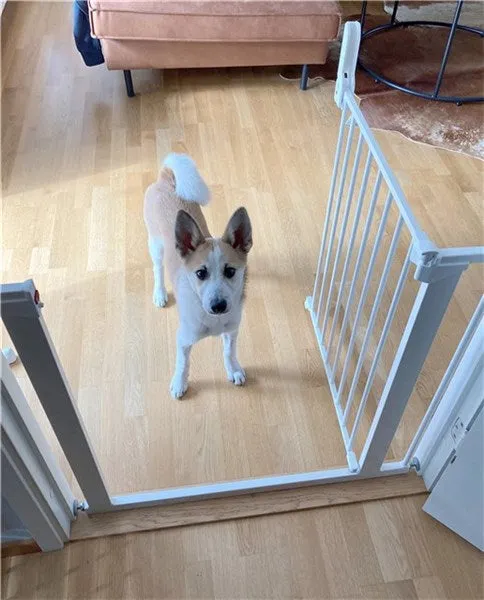 DogSpace Lassie Pet metal safety gate White
