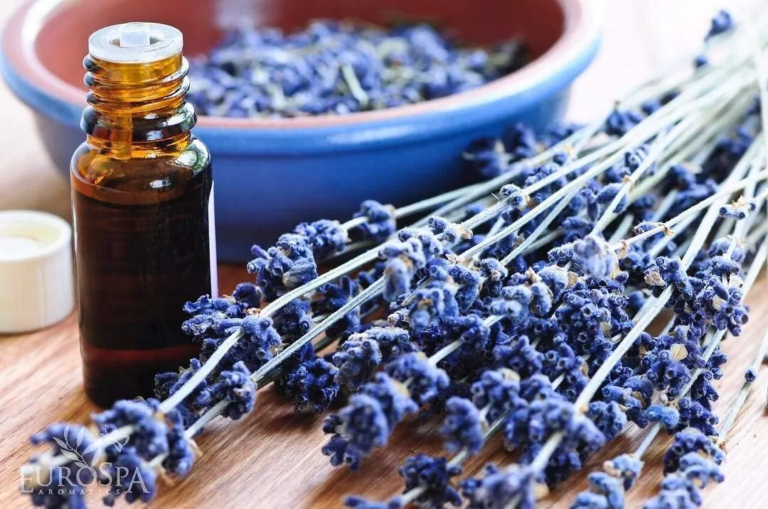 EuroSpa Aromatics Lavender Infused Pure Eucalyptus Oil Yoga Mat Cleaner & Deodorizer, Plant-Derived- Premium Aromatherapeutic & Relaxing Essential Oil Spray - 2oz