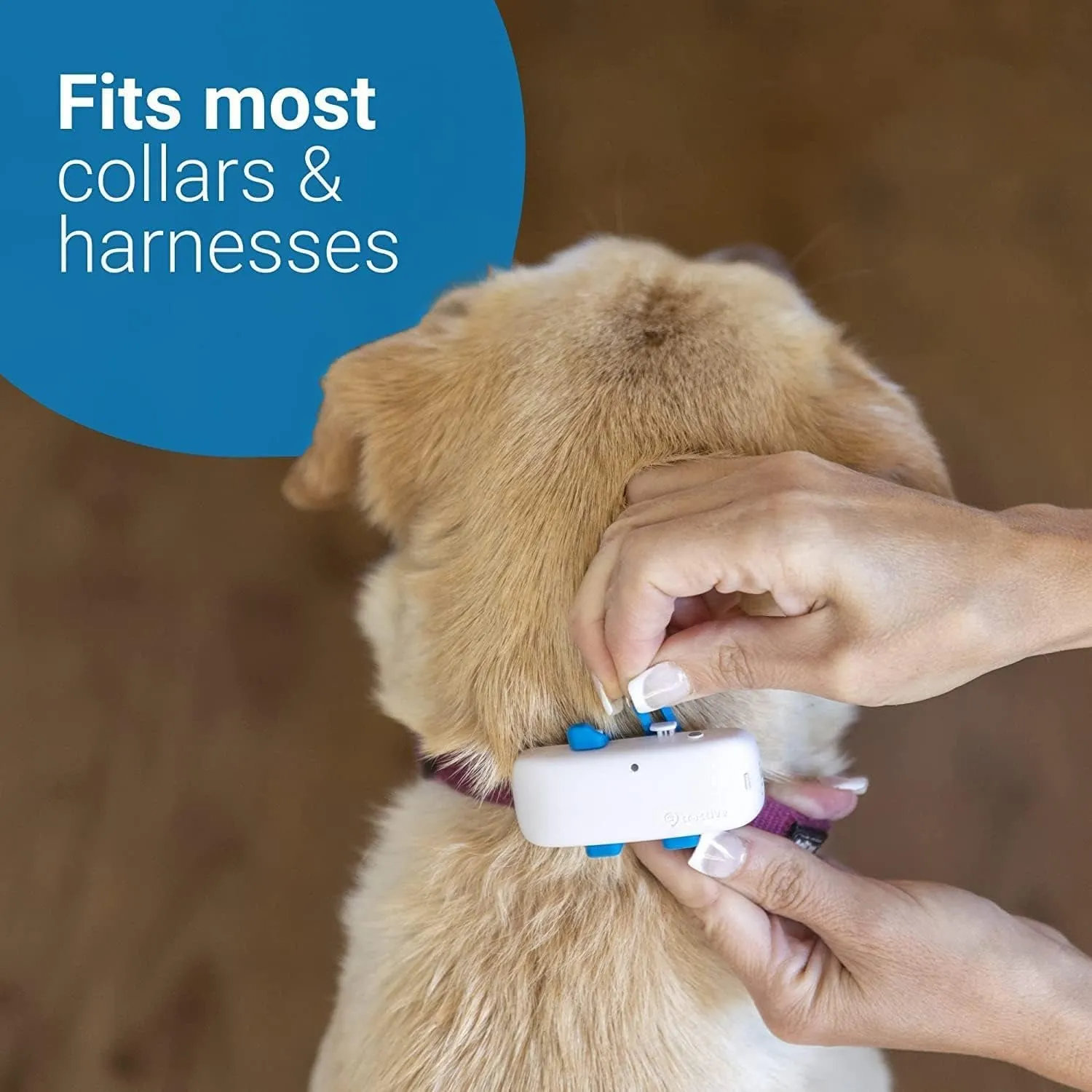 GPS Tracker & Health Monitoring for Dogs