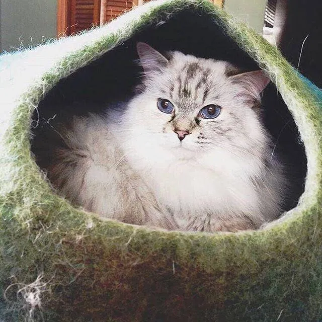 Green Cat Cave