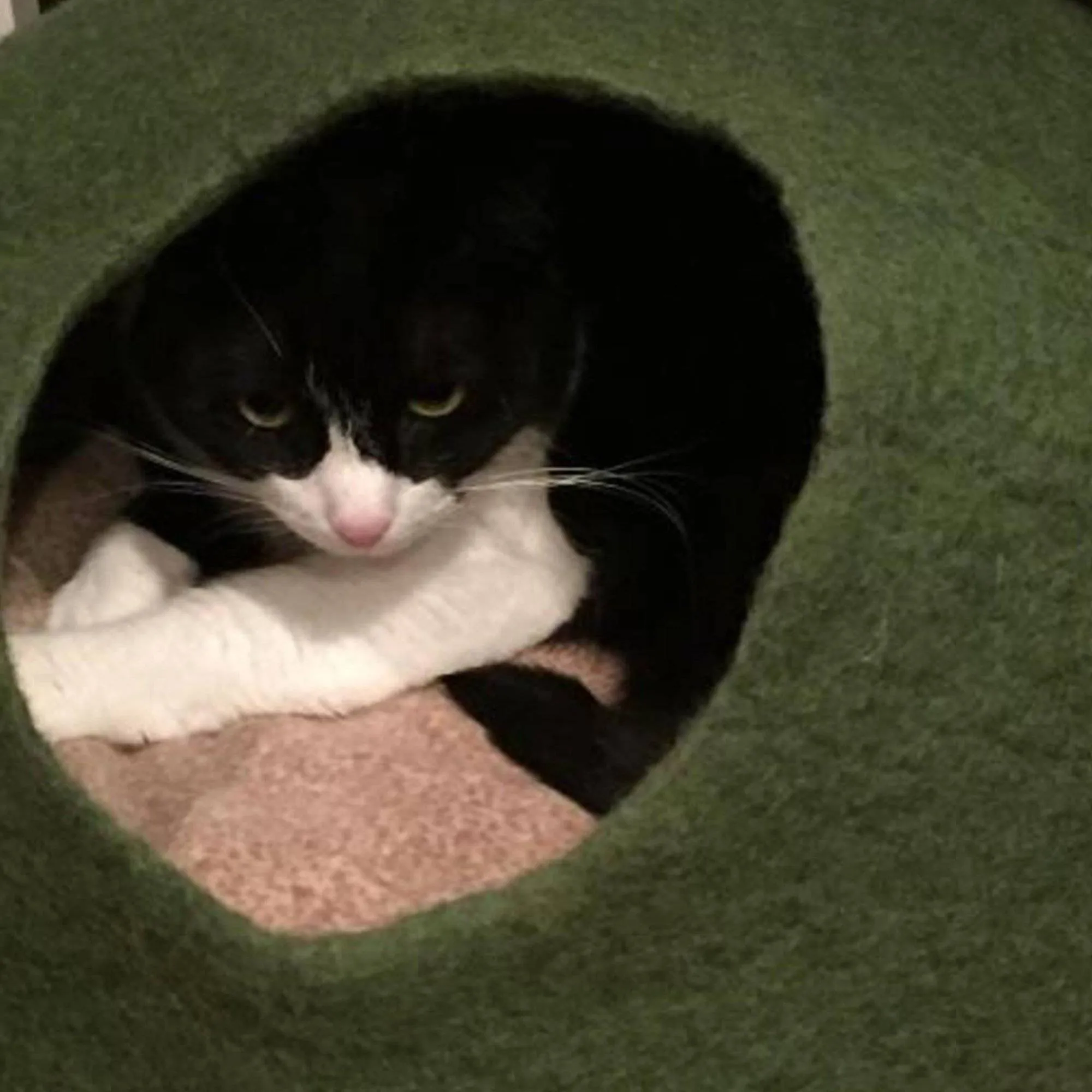 Green Cat Cave