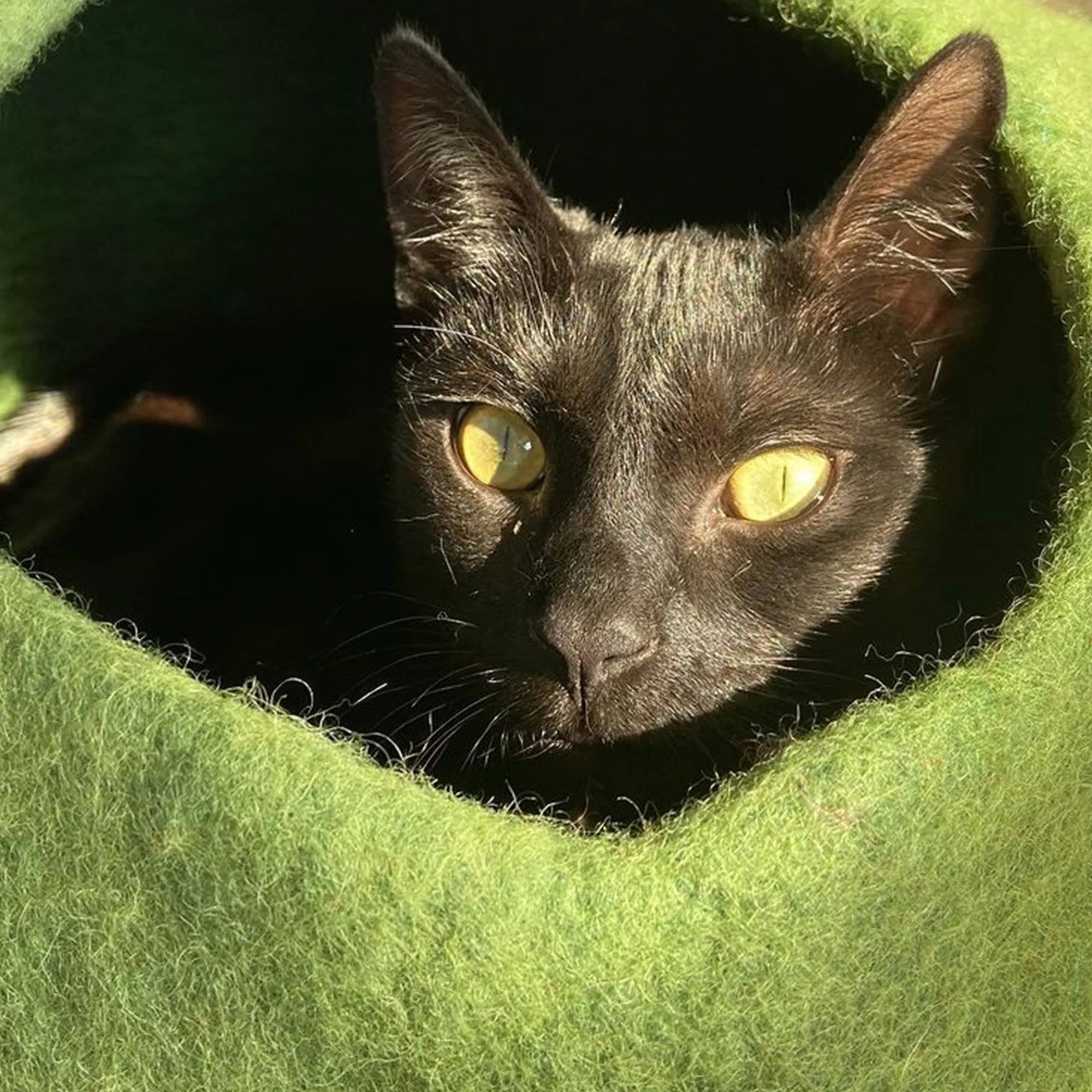 Green Cat Cave