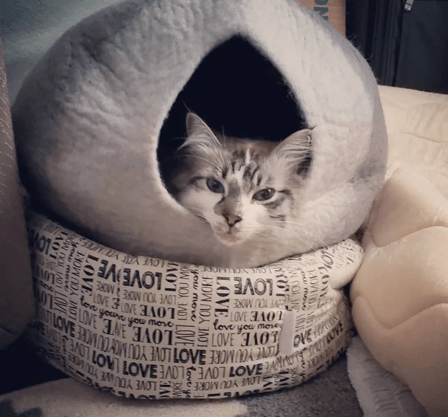 Grey & White Cat Cave