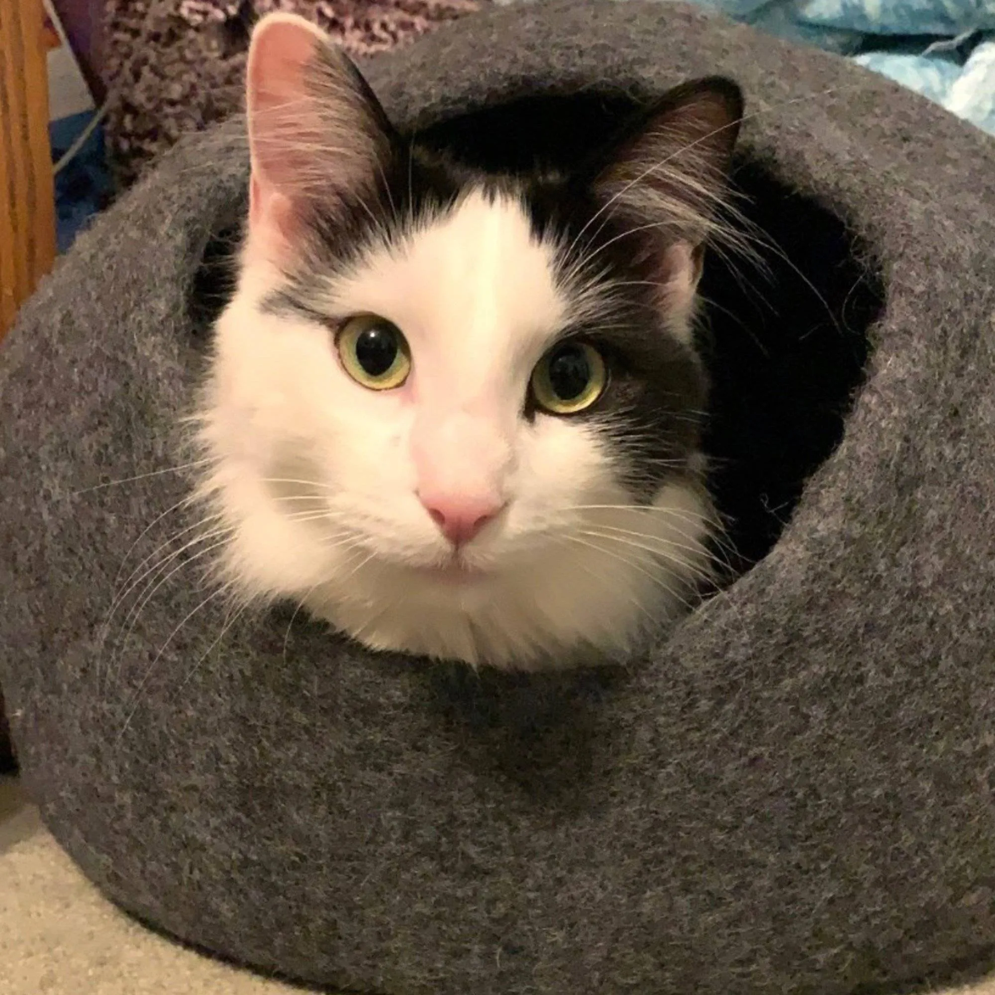 Heather Grey Cat Cave