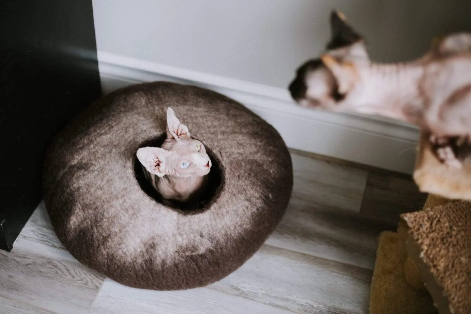 Himalayan Cat Cave
