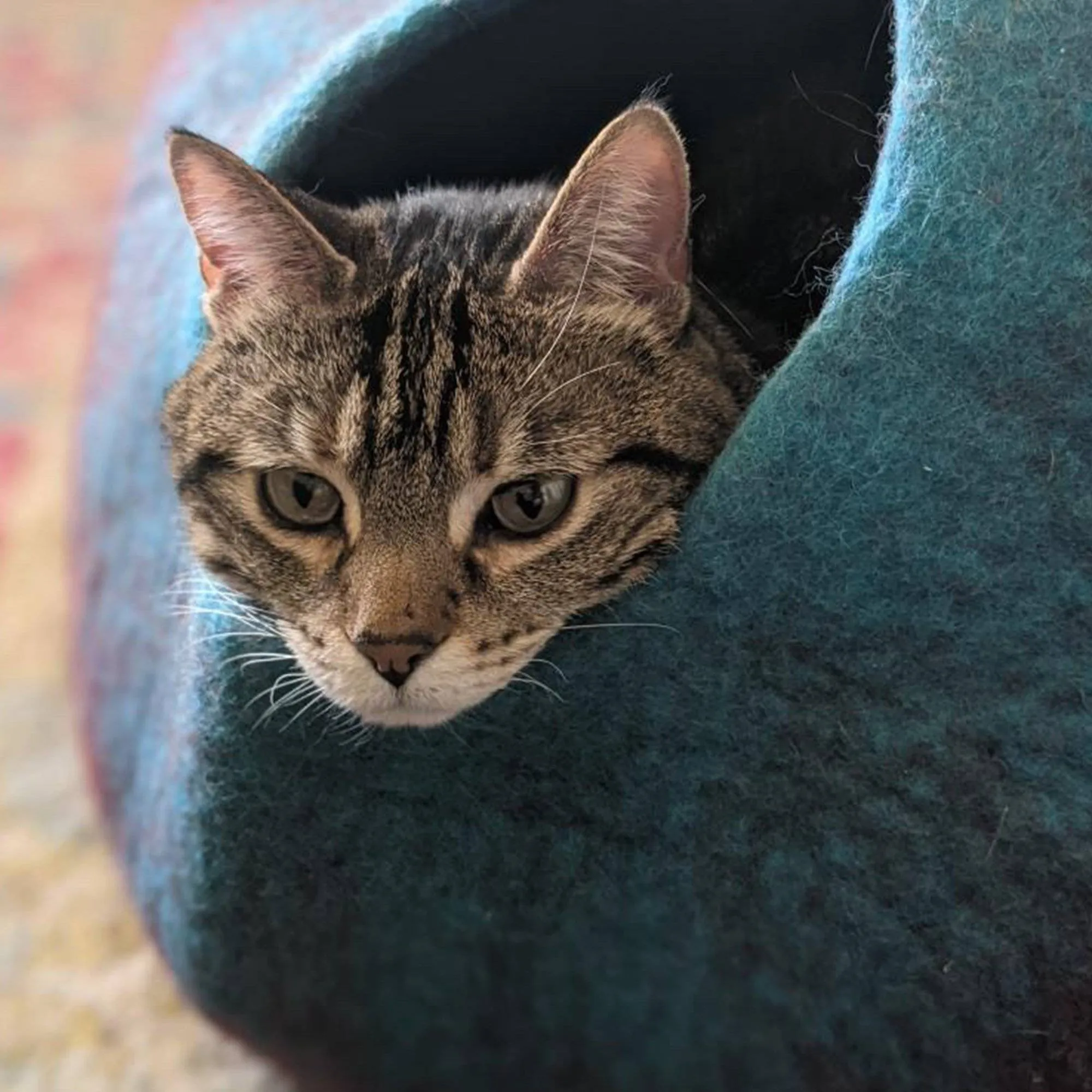 Maroon & Teal Cat Cave