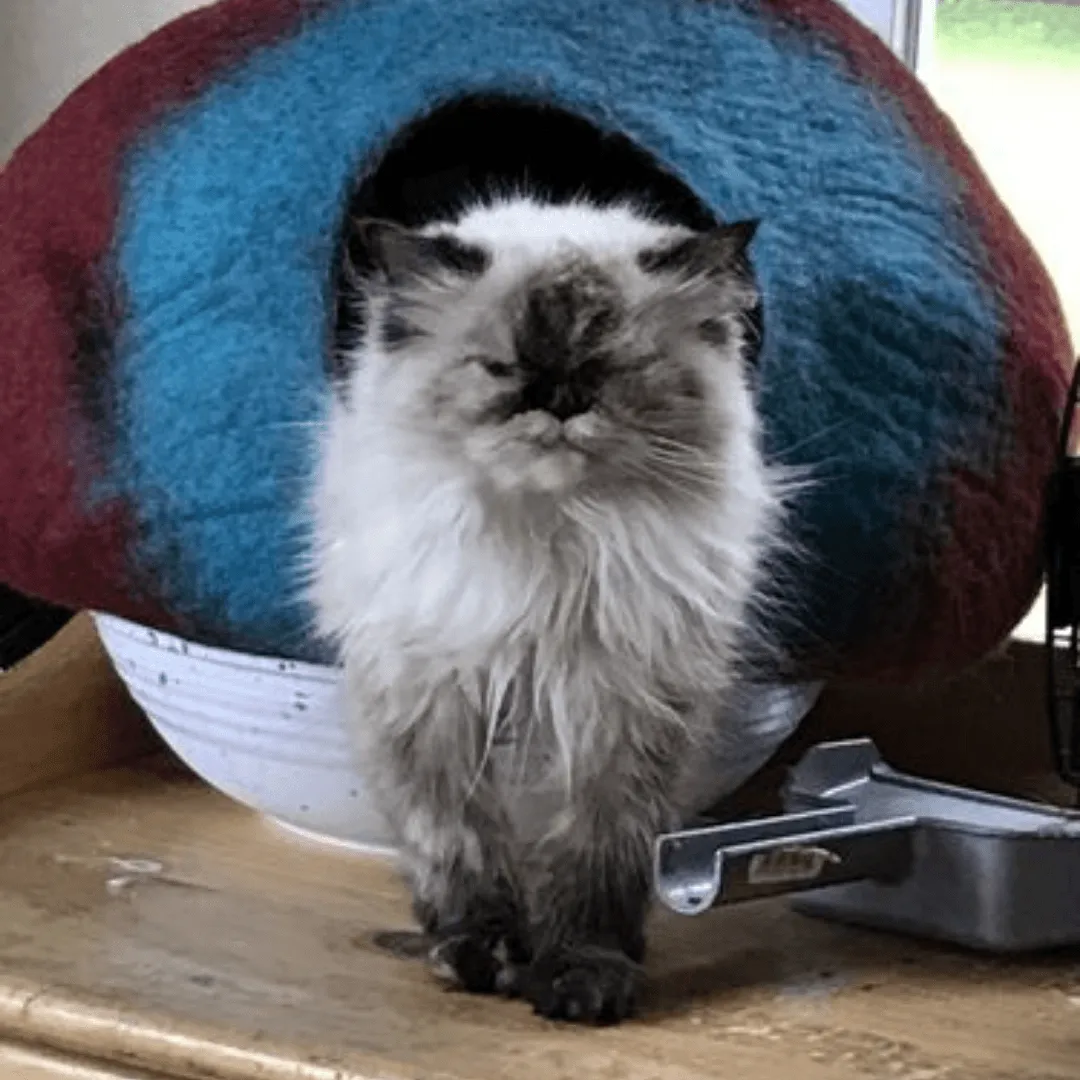 Maroon & Teal Cat Cave