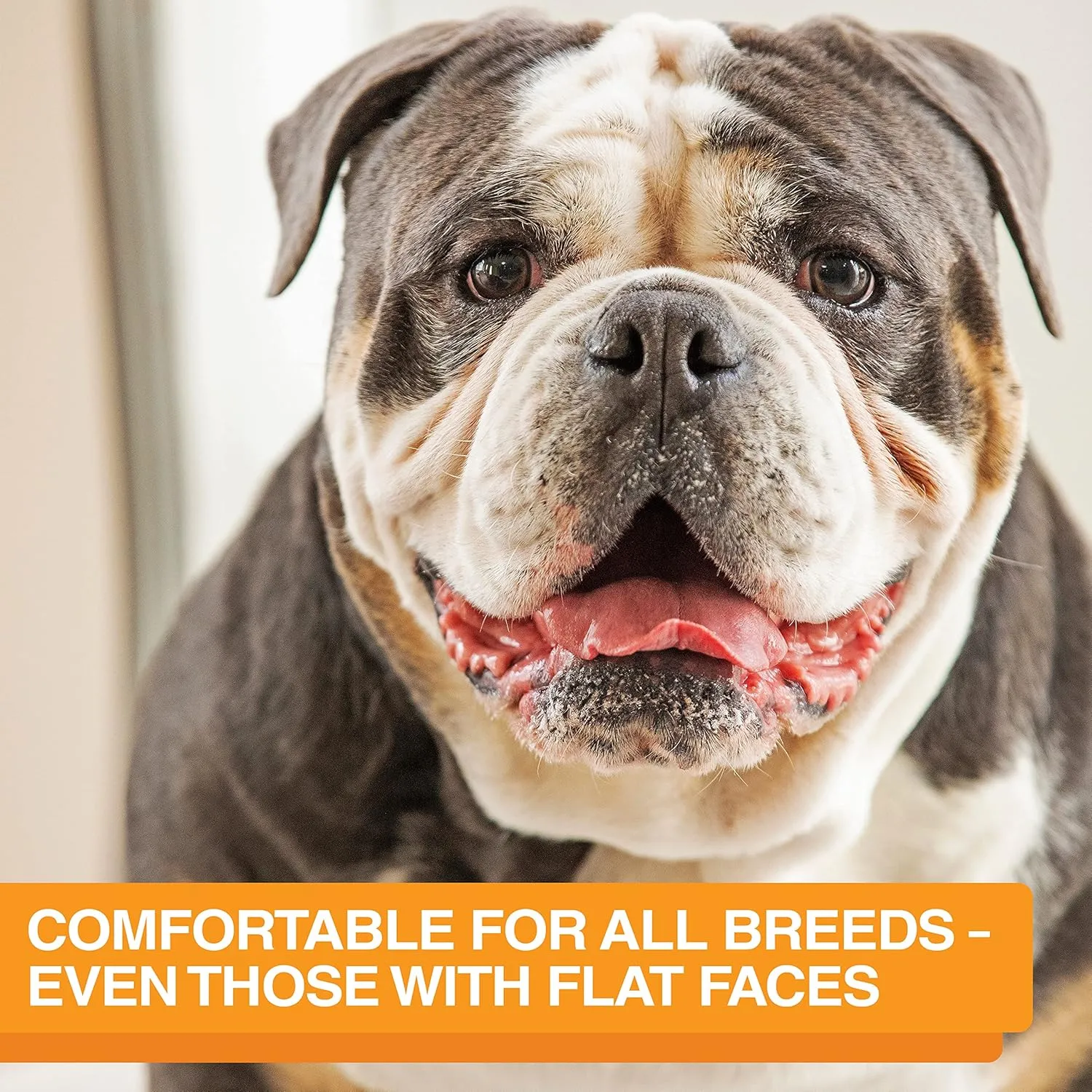Neater Feeder Express Mess Proof Dog Bowls Elevated for Medium and Large Breed  Made in USA  No Spill Raised Slow Feeder Elevated Dog Bowl Stand, Slow Feed Food and Water Bowl Set, Almond