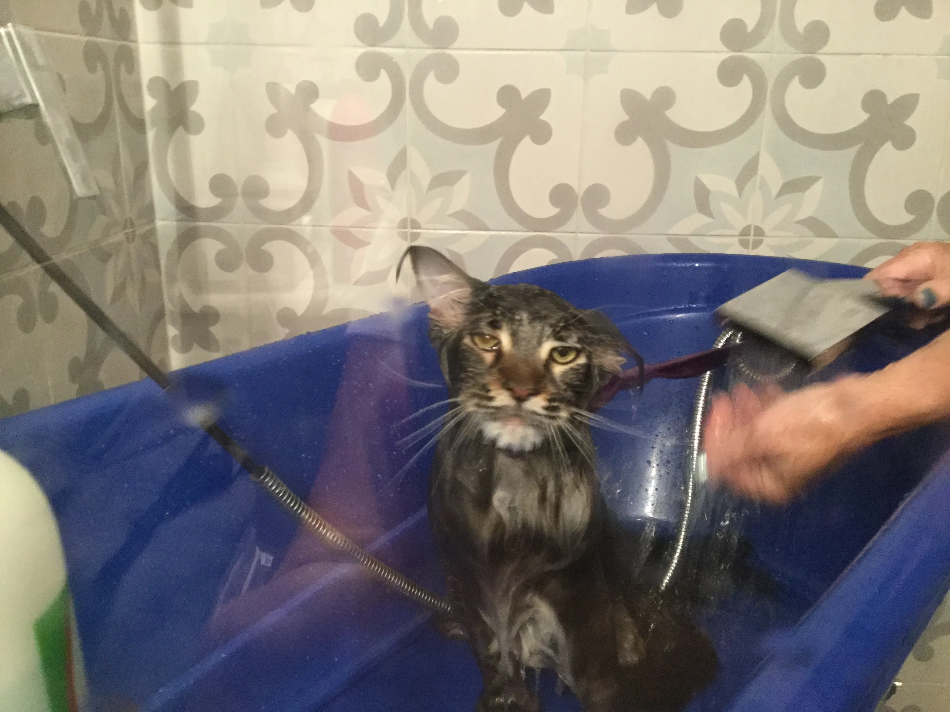 Show Tech Handy Tub
