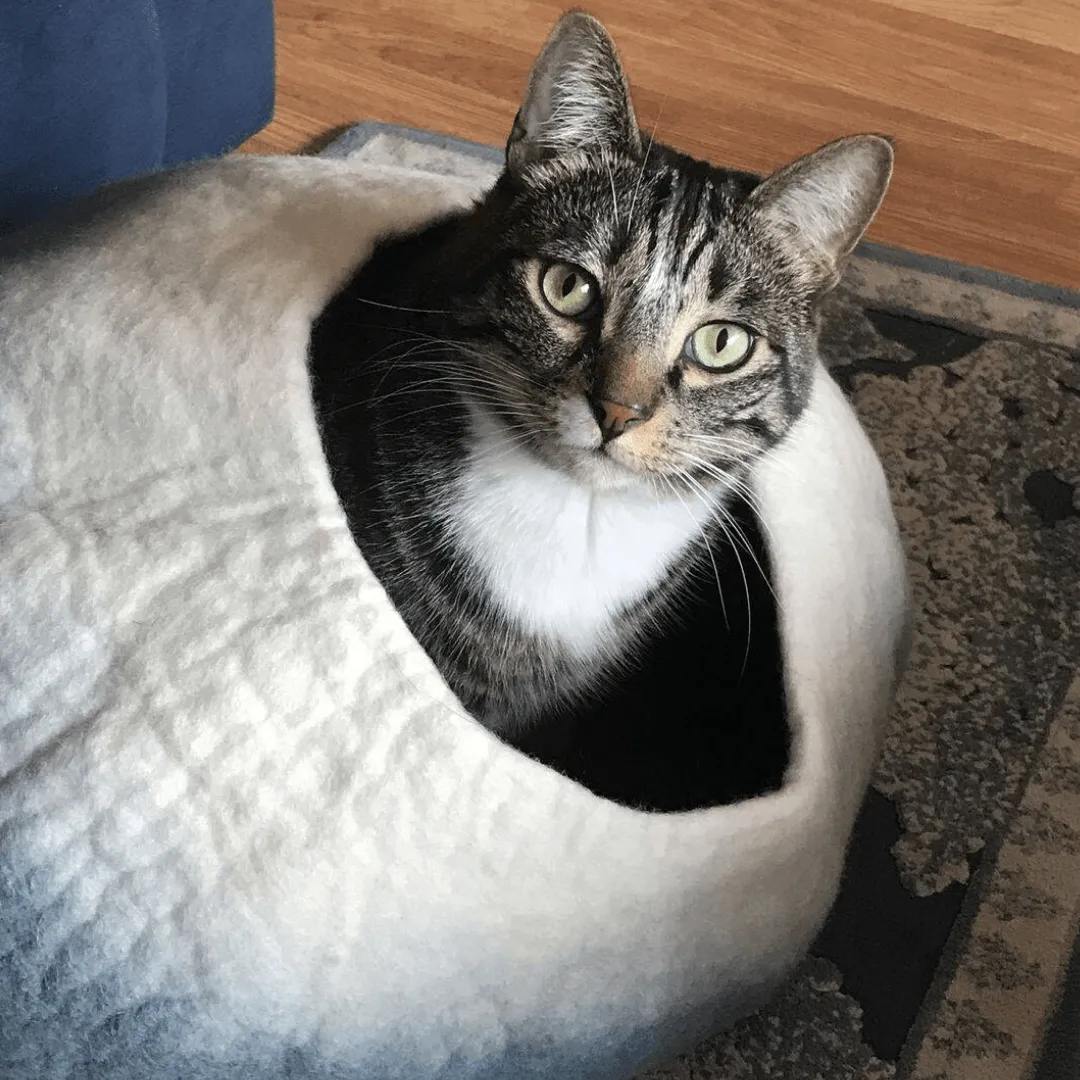 Sky Blue & White Cat Cave